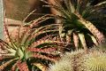 Cacti, Giardino Esotica Pallanca (Pallanca Exotic Gardens), nr Bordighera, Italy