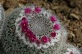 Cactus in flower, Giardino Esotica Pallanca (Pallanca Exotic Gardens), nr Bordighera, Italy