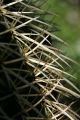 Cactus thorn closeups, Giardino Esotica Pallanca (Pallanca Exotic Gardens), nr Bordighera, Italy