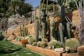 Cacti, Giardino Esotica Pallanca (Pallanca Exotic Gardens), nr Bordighera, Italy