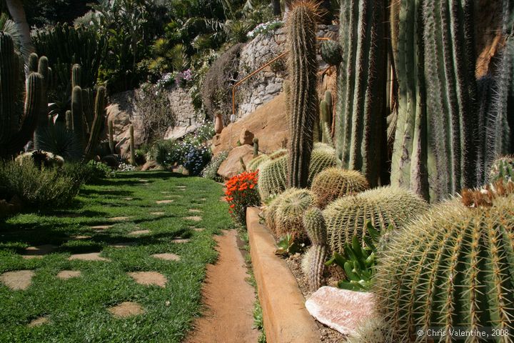 Cacti, Giardino Esotica Pallanca (Pallanca Exotic Gardens), nr Bordighera, Italy