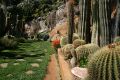 Cacti, Giardino Esotica Pallanca (Pallanca Exotic Gardens), nr Bordighera, Italy