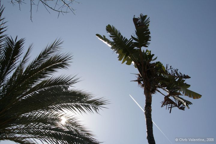 Palm trees, Giardino Esotica Pallanca (Pallanca Exotic Gardens), nr Bordighera, Italy