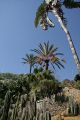 Palm trees, Giardino Esotica Pallanca (Pallanca Exotic Gardens), nr Bordighera, Italy