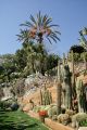 Palm trees, Giardino Esotica Pallanca (Pallanca Exotic Gardens), nr Bordighera, Italy