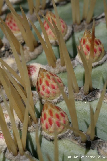 Cactus in flower, Giardino Esotica Pallanca (Pallanca Exotic Gardens), nr Bordighera, Italy