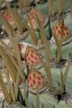 Cactus in flower, Giardino Esotica Pallanca (Pallanca Exotic Gardens), nr Bordighera, Italy