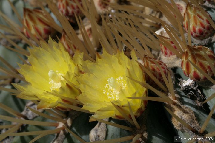 Cactus in flower, Giardino Esotica Pallanca (Pallanca Exotic Gardens), nr Bordighera, Italy