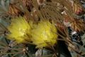 Cactus in flower, Giardino Esotica Pallanca (Pallanca Exotic Gardens), nr Bordighera, Italy