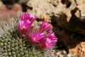 Cactus in flower, Giardino Esotica Pallanca (Pallanca Exotic Gardens), nr Bordighera, Italy