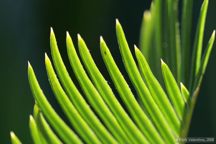 Fern fronds, Giardino Esotica Pallanca (Pallanca Exotic Gardens), nr Bordighera, Italy