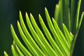 Fern fronds, Giardino Esotica Pallanca (Pallanca Exotic Gardens), nr Bordighera, Italy