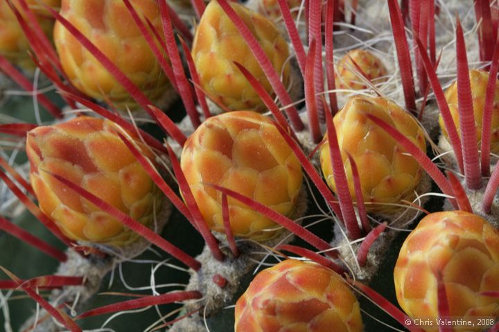 Cactus in flower, Giardino Esotica Pallanca (Pallanca Exotic Gardens), nr Bordighera, Italy