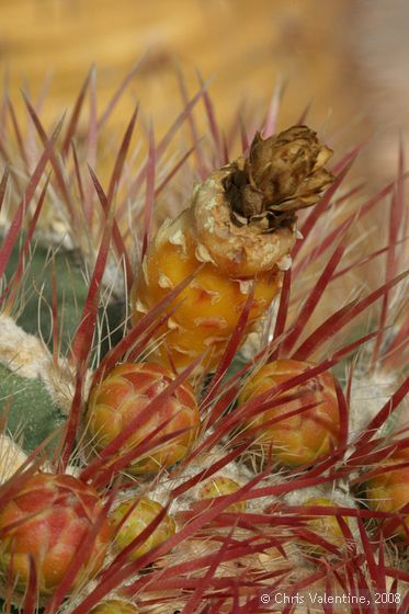 Cactus in flower, Giardino Esotica Pallanca (Pallanca Exotic Gardens), nr Bordighera, Italy