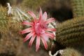 Cactus in flower, Giardino Esotica Pallanca (Pallanca Exotic Gardens), nr Bordighera, Italy