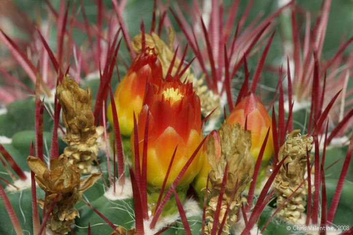 Cactus in flower, Giardino Esotica Pallanca (Pallanca Exotic Gardens), nr Bordighera, Italy