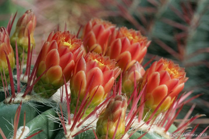 Cactus in flower, Giardino Esotica Pallanca (Pallanca Exotic Gardens), nr Bordighera, Italy