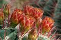 Cactus in flower, Giardino Esotica Pallanca (Pallanca Exotic Gardens), nr Bordighera, Italy