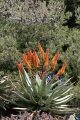 Aloe blooms, Giardino Esotica Pallanca (Pallanca Exotic Gardens), nr Bordighera, Italy