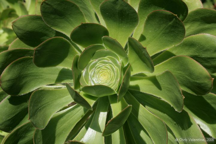 Giardino Esotica Pallanca (Pallanca Exotic Gardens), nr Bordighera, Italy