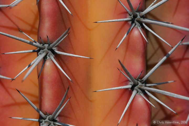 Cactus thorn closeups, Giardino Esotica Pallanca (Pallanca Exotic Gardens), nr Bordighera, Italy