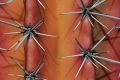 Cactus thorn closeups, Giardino Esotica Pallanca (Pallanca Exotic Gardens), nr Bordighera, Italy