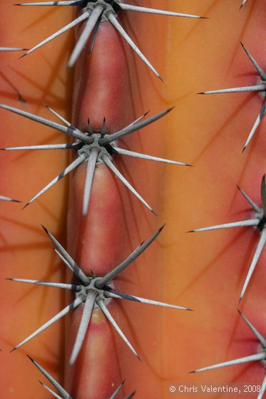 Cactus thorn closeups, Giardino Esotica Pallanca (Pallanca Exotic Gardens), nr Bordighera, Italy