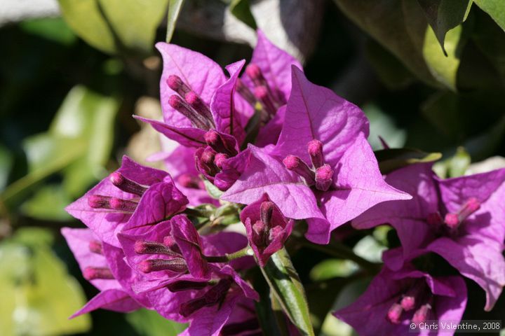 Bougainvillea flowers at Giardino Esotica Pallanca (Pallanca Exotic Gardens), nr Bordighera, Italy