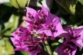 Bougainvillea flowers at Giardino Esotica Pallanca (Pallanca Exotic Gardens), nr Bordighera, Italy