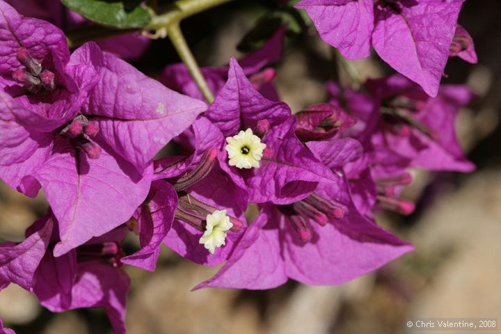 Bougainvillea flowers at Giardino Esotica Pallanca (Pallanca Exotic Gardens), nr Bordighera, Italy