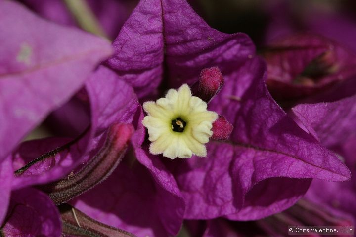 Bougainvillea flowers at Giardino Esotica Pallanca (Pallanca Exotic Gardens), nr Bordighera, Italy