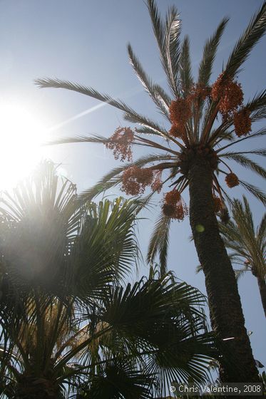 Giardino Esotica Pallanca (Pallanca Exotic Gardens), nr Bordighera, Italy