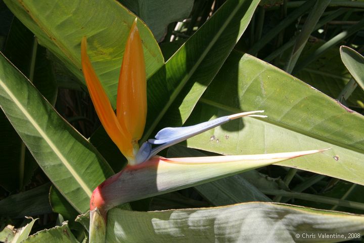 Bird of paradise bloom, Giardino Esotica Pallanca (Pallanca Exotic Gardens), nr Bordighera, Italy