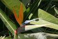 Bird of paradise bloom, Giardino Esotica Pallanca (Pallanca Exotic Gardens), nr Bordighera, Italy