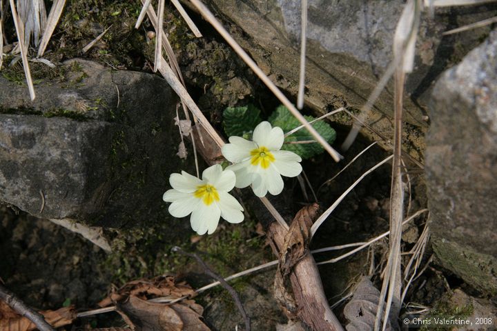 Wild primroses