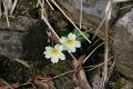 Wild primroses