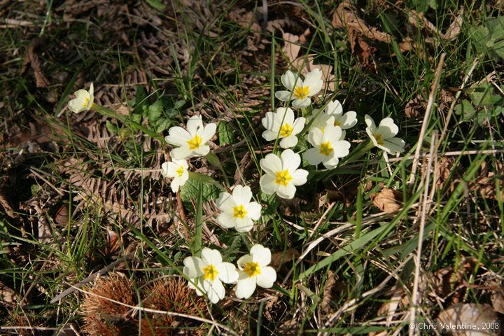 Wild primroses