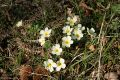 Wild primroses