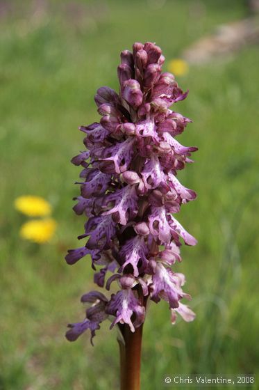 Unidentified orchids near Villa Talla