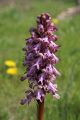 Unidentified orchids near Villa Talla