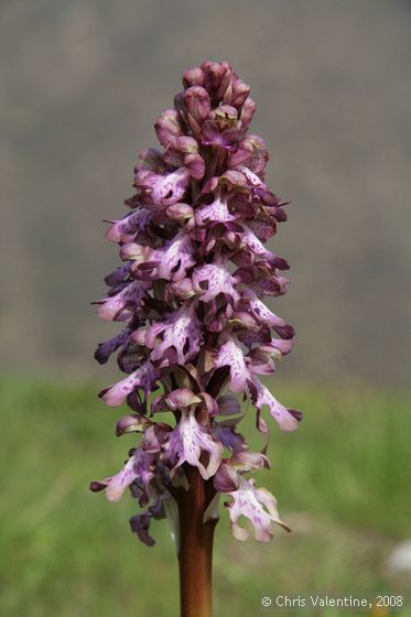 Unidentified orchids near Villa Talla