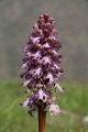 Unidentified orchids near Villa Talla