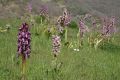 Unidentified orchids near Villa Talla