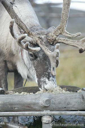 North Cape excursion<br />Sami reindeer