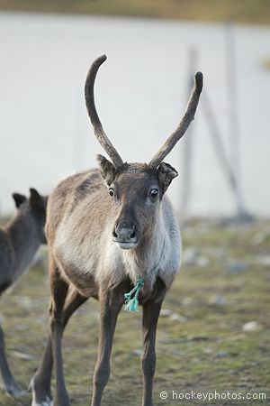 North Cape excursion<br />Sami reindeer