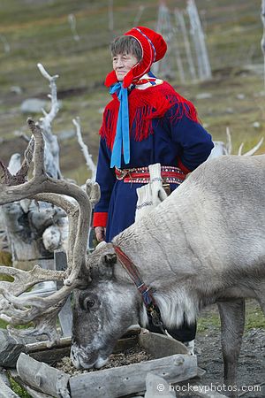 North Cape excursion<br />Sami reindeer