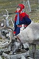 North Cape excursion Sami reindeer