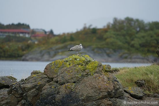Excursion to Svartisen Glacier