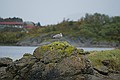 Excursion to Svartisen Glacier