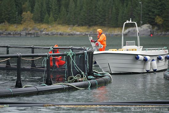 Salmon farm on excursion to Svartisen Glacier